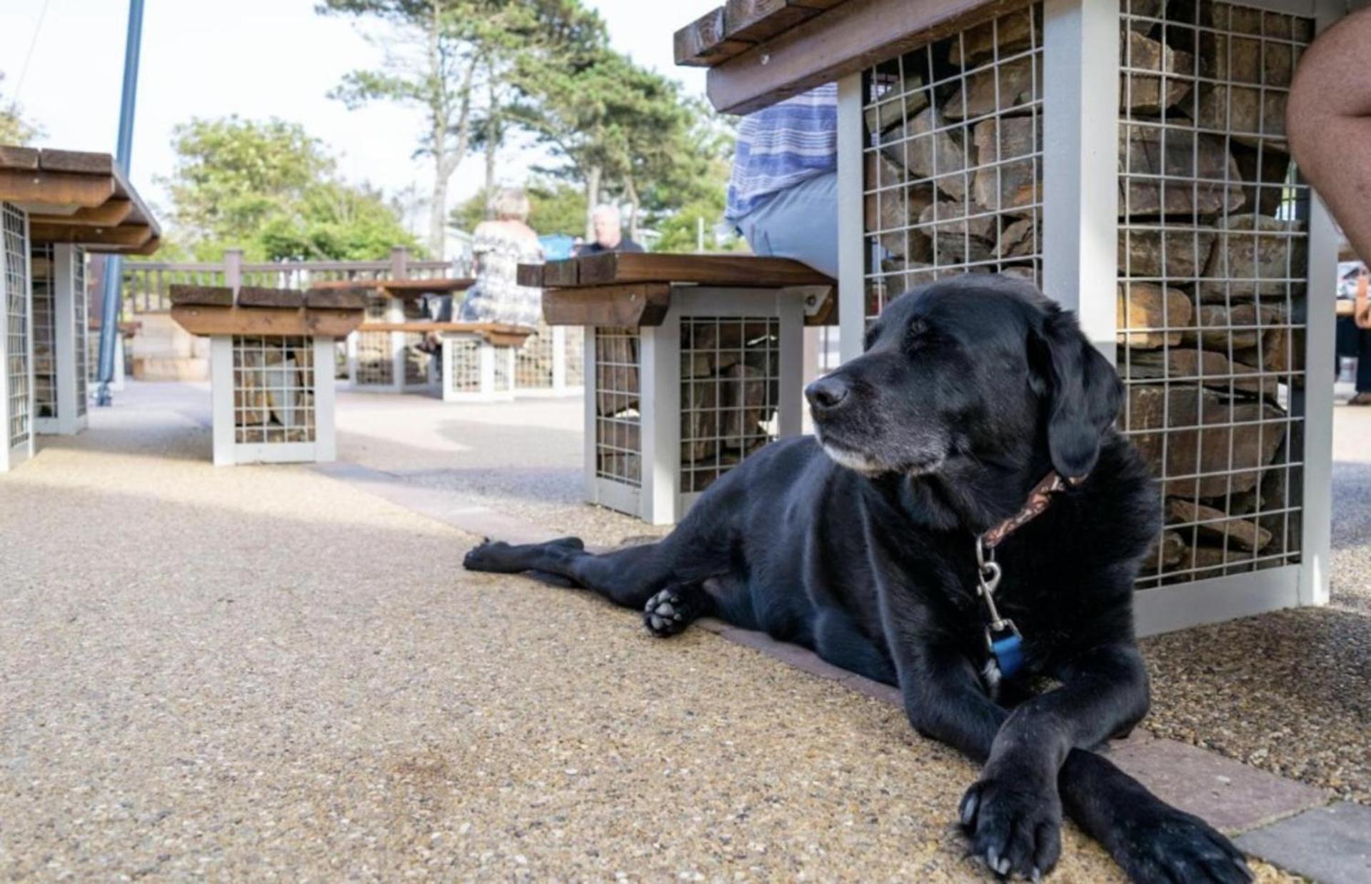 Newquay Bay Resort Sandy Toes - Pet Friendly Extérieur photo